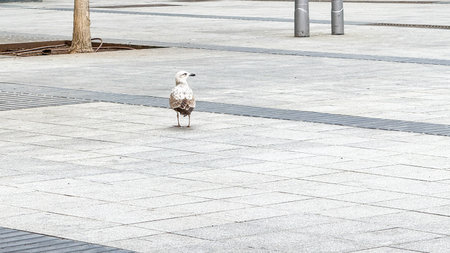 Solitary seagull perches on urban canvas, pondering seaside nostalgia, concrete jungle reflectionsの写真素材
