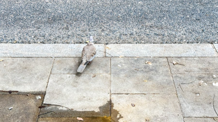 Pigeon on urban cobblestone contemplating migrations, echoes of Lammas day, and city skylines at twilights embraceの写真素材