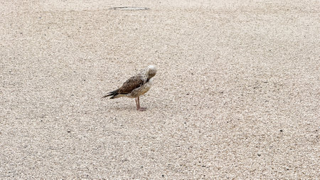 Solitary seagull struts across sunlit gravel, embodying solitude, whispering secrets of coastal meditationの写真素材
