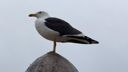 Majestic gull perched atop a weathered stone spire, evoking World Migratory Bird Day and coastal serenity ritualsの写真素材