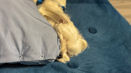 Cozy canine nestled in azure dreams, capturing Hygge essence and restful tranquility, furry comfort vibesの写真素材