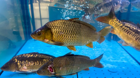 Golden scaled carp swim in azure waters, evoking dreams of prosperity and the mysterious festival
