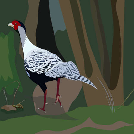 drawn pheasant in the grass isolated in background