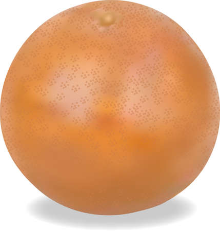 Color illustration of grefruit on white backgroundのイラスト素材