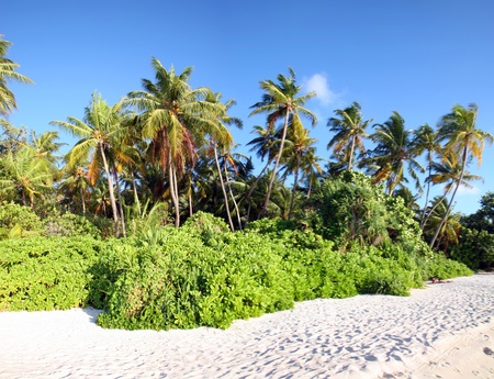 Coconut tree on the beach in the Maldivesの写真素材