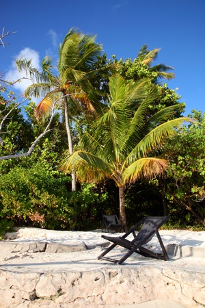 Coconut tree on the beach in the Maldivesの写真素材