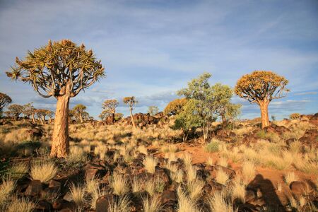 The quiver tree or Aloe dichotoma is probably the best known aloe found in South Africa and Namibia.の写真素材