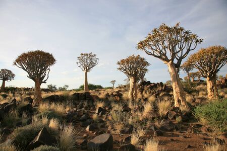 The quiver tree or Aloe dichotoma is probably the best known aloe found in South Africa and Namibia.の写真素材