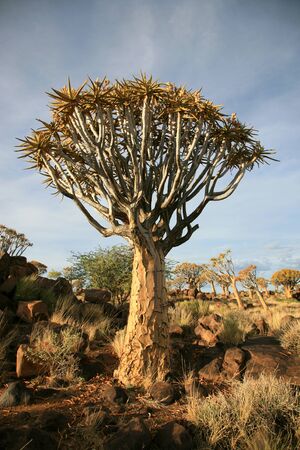 The quiver tree or Aloe dichotoma is probably the best known aloe found in South Africa and Namibia.の写真素材