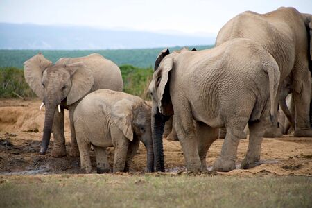 Elephant lifestyle in South Africaの写真素材