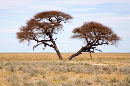 Typical trees in Etosha Parkの写真素材