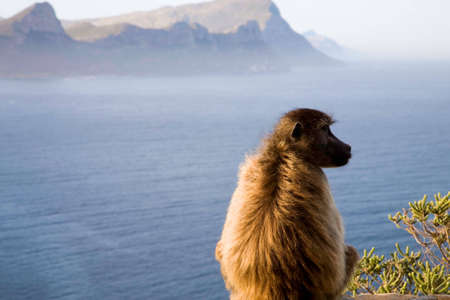 A baboon sitting on a rock near the coast of Cape Peninsula in South Africaの写真素材