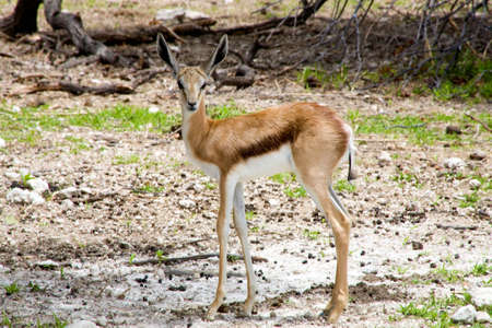 Baby Springbok at Ethosa National Park, Namibiaのeditorial素材