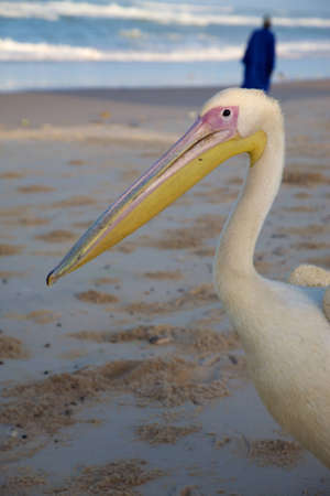 Pelican on the beach or Saint Louis early in the morningのeditorial素材