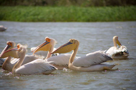 Group of pelicans in the Djoudj National parkのeditorial素材