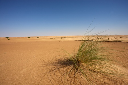 Oranhe sahara desert in Mauritaniaの写真素材
