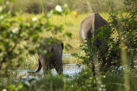 group of elephants in the bush の写真素材