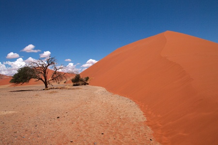 Dune sea of the Namib desert during a hot dayの写真素材