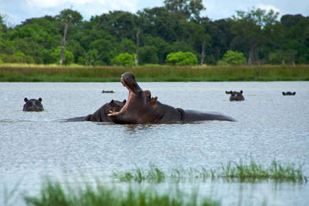 Group of hippos sitting in the water rearing
