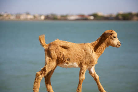 Young goat with the river Senegal in the background.の写真素材
