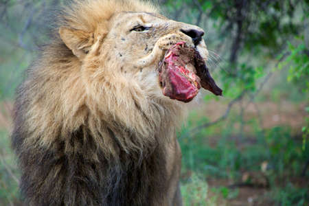 Detail of a lion in a Safari in Namibiaの写真素材