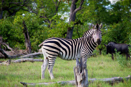 Zebra in Moremi Nature Reserveの写真素材
