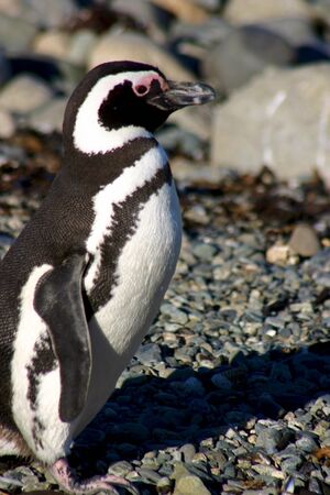 Pinguins of Magellan in Chile - Patagoniaの写真素材