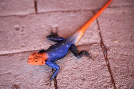 ColoColored collared lizard in Namibia