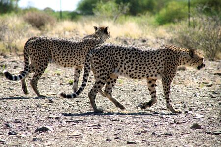 Cheetahs in a game reserve in Namibiaの写真素材