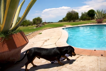 Dog and a swimming pool in Namibia, Harnas Foundationのeditorial素材