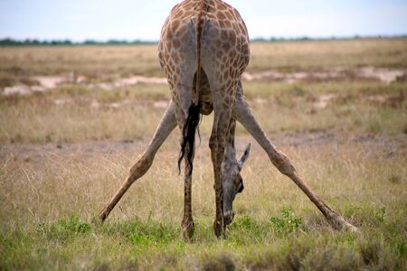 Giraffe in Etosha - North of Namibia in a strange position for eating grass on the groundの写真素材