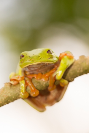 A macro shot of a Red-Eyed Tree Frog (Agalychnis callidryas) sitting along a tree branchの写真素材