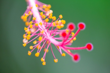Tropical flower in Costa Rica with blurred backgroundの写真素材
