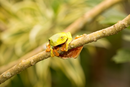 A macro shot of a Red-Eyed Tree Frog (Agalychnis callidryas) sitting along a tree branchの写真素材