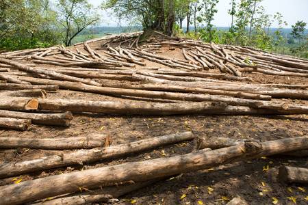 Trees trunk on filed on a land on sale in Costa Ricaの写真素材