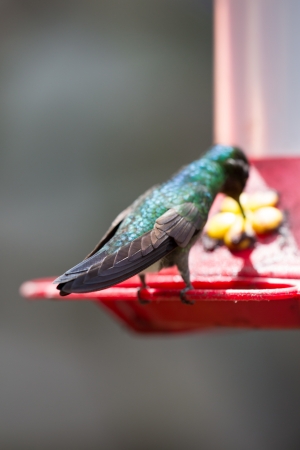 A hummingbird resting at a water point in Costa Ricaの写真素材
