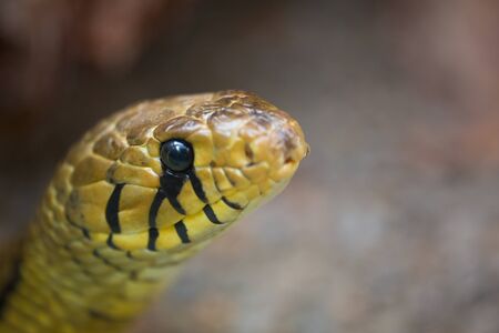 Closeup of snake in Costa Ricaの写真素材