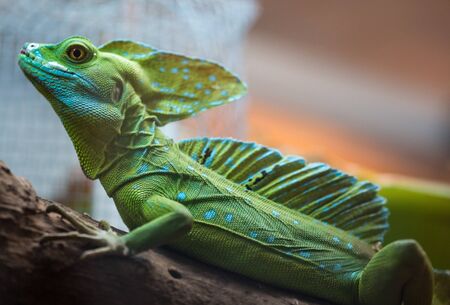 Green Iguana sitting in Costa Rica and blurred backgroundの写真素材