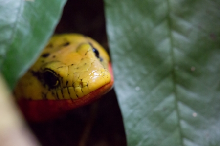 Close up of yellow Viper witgh plants around in costa rica