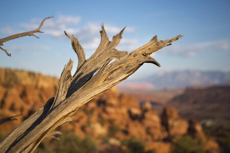 Dead branch on the ground at the Arches national parkの写真素材