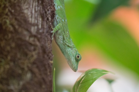 Lizard on a tree in serpentarium, Costa Rica in serpentarium, Costa Ricaの写真素材