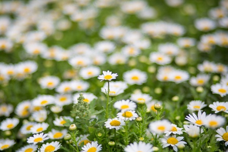 White and yellow daisies taken in a park in Shanghai during the summer の写真素材