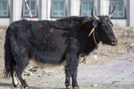 Close-up from a black yak in a village in Tibet, Chinaの写真素材