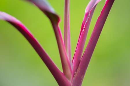 Tropical flower in Costa Rica with blurred backgroundの写真素材