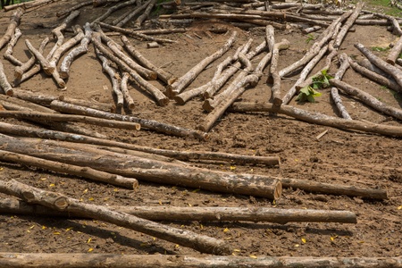 Trees trunk on filed on a land on sale in Costa Ricaの写真素材