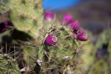 Detail of cactus with blue sky in Teneriffe islandの写真素材