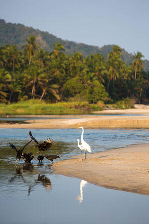 Group of birds early in the morning on the coastline near Palomino, La Guajira, Colombia 2014.の写真素材