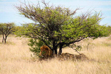 Pair of lions sitting under the shade of a tree at Etosha National Wildlife Par in Namibia. 20106の写真素材