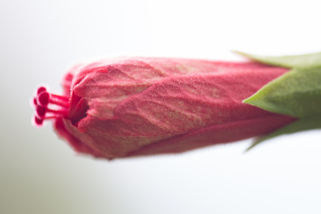 Close up image of single red closed rose on white background taken in Costa Ricaの写真素材