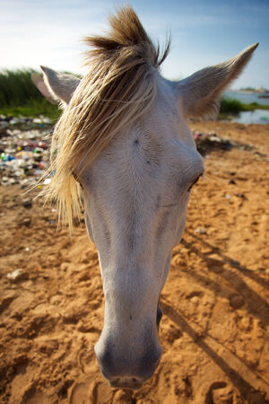 Front view of a white horse in Saint-Louis near by the river, Senegal 2013の写真素材